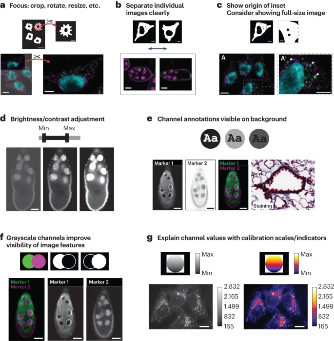 Directives pour la présentation des images de recherche, illustrant les meilleures pratiques pour garantir clarté et précision. Les sections comprennent : (a) mise en évidence du contenu pertinent par recadrage et redimensionnement, (b) séparation claire des images individuelles, (c) indication de l'origine des encadrés, (d) ajustement approprié de la luminosité et du contraste, (e) annotation des canaux de manière visible sur le fond, (f) utilisation des canaux en niveaux de gris pour améliorer la visibilité des caractéristiques, et (g) explication des valeurs des canaux à l'aide d'échelles de calibration et d'indicateurs.