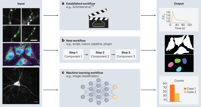 Diagramme illustrant différents flux de travail pour l'analyse d'images en recherche biologique. Le panneau gauche montre des images de microscopie en entrée. Le panneau central présente trois types de flux de travail : (a) un flux établi utilisant des méthodes prédéfinies comme SynAct pour l'analyse de l'activité synaptique, (b) un nouveau flux composé de plusieurs étapes de traitement comme des scripts, macros, pipelines ou plugins, et (c) un flux basé sur l'apprentissage automatique utilisant des réseaux neuronaux pour la classification d'images. Le panneau droit affiche différents résultats, notamment des courbes d'intensité de fluorescence en fonction du temps, des images segmentées et des comptages de classification.
