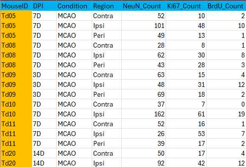 Un tableau bien structuré affichant des données expérimentales pour différentes souris. Les colonnes incluent 'MouseID,' 'DPI' (jours après la lésion), 'Condition' (MCAO), 'Région' (Contra, Ipsi, Peri), ainsi que les comptages cellulaires pour NeuN, Ki67 et BrdU. La colonne 'MouseID' est surlignée en orange pour la distinguer visuellement. Ce tableau illustre une organisation claire des données, essentielle pour leur analyse en recherche.